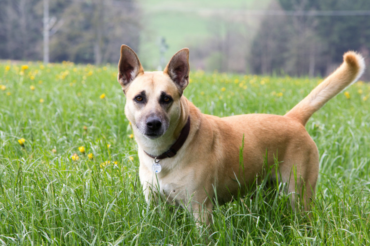 RAZJAREN KOMŠIJSKI PAS ZALETEO SE NA MALIŠANA, usledila je reakcija njegovog mešanca o kojoj svi pričaju! (VIDEO)