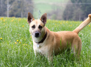 RAZJAREN KOMŠIJSKI PAS ZALETEO SE NA MALIŠANA, usledila je reakcija njegovog mešanca o kojoj svi pričaju! (VIDEO)