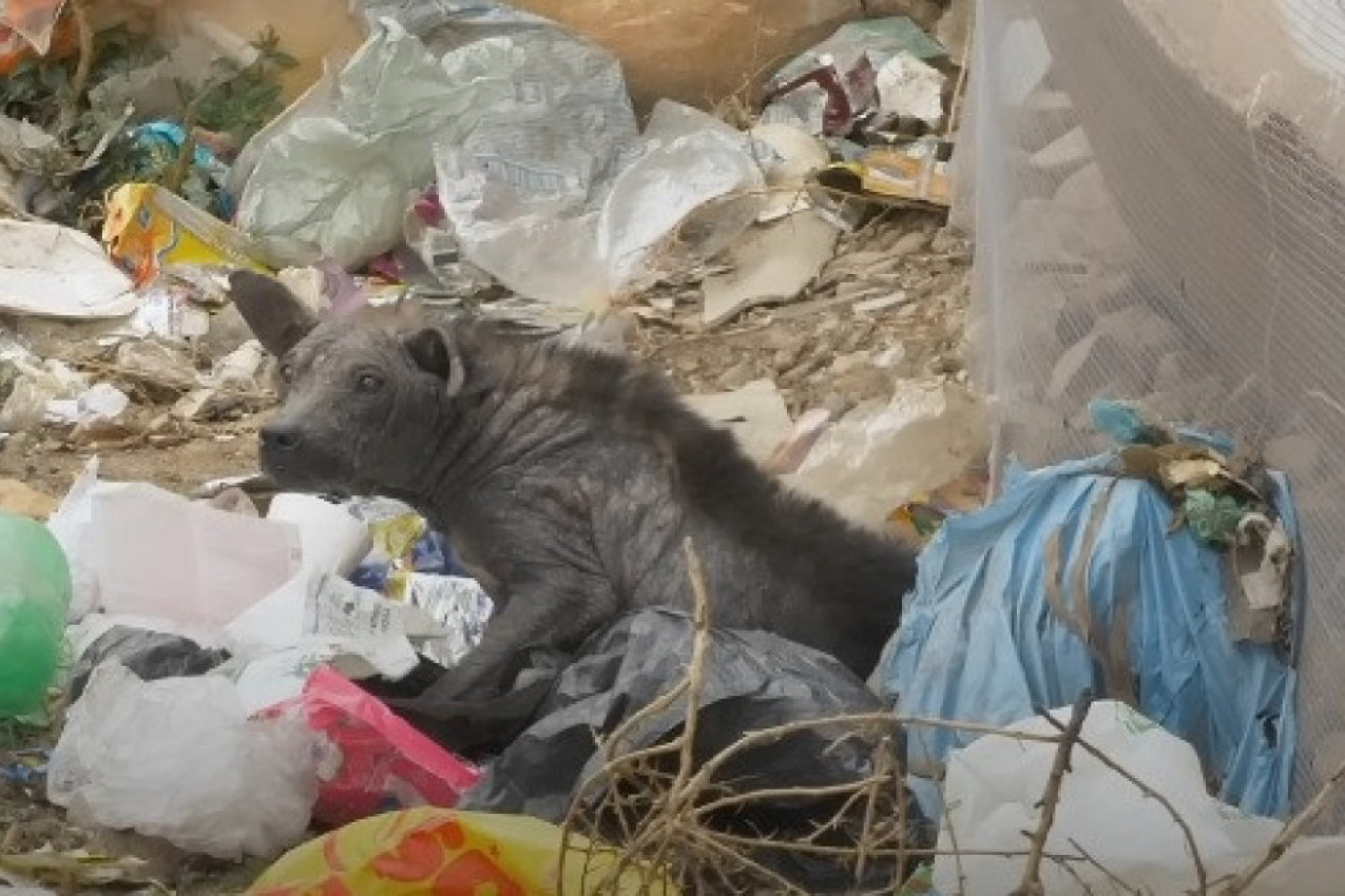 SPASIOCI PRONAŠLI SKAMENJENOG PSA: Sudbina ove životinje nikoga ne ostavlja ravnodušnim i veterinari su bili šokirani da je ovako nešto moguće! (VIDEO)