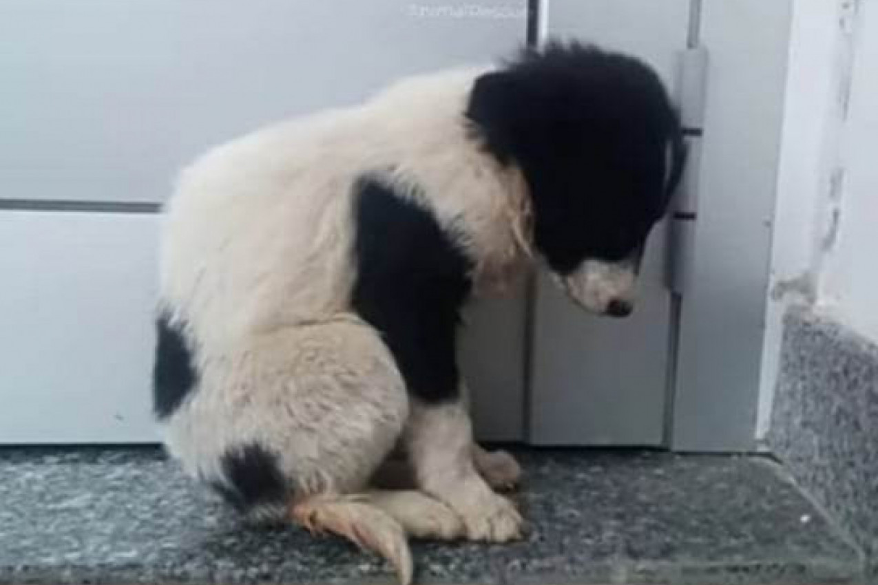 ZBOG MALENE ORKE PLAKALA JE CELA VETERINARSKA ORDINACIJA, a evo gde je ona danas! (FOTO/VIDEO)