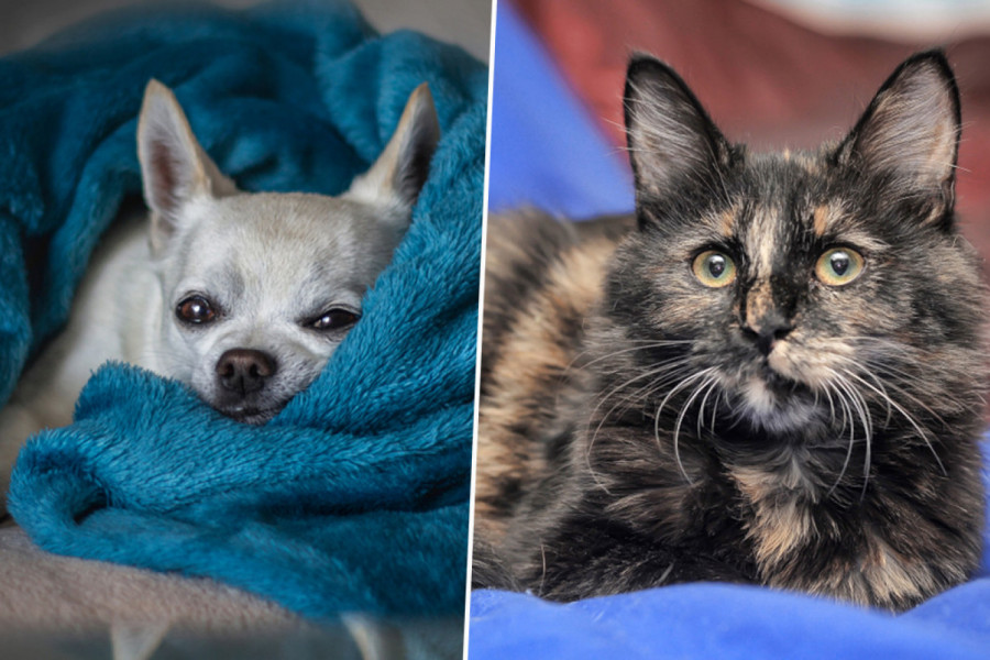 Đino i Flosi su najstariji pas i mačka na svetu! ŠOKANTNO JE KOLIKO SU GODINA NAPUNILI! (FOTO)