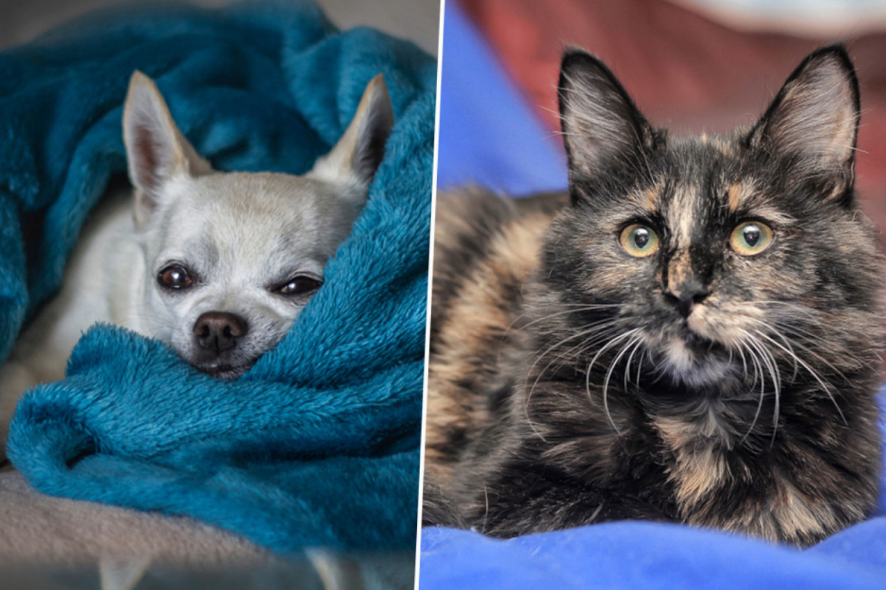 Đino i Flosi su najstariji pas i mačka na svetu! ŠOKANTNO JE KOLIKO SU GODINA NAPUNILI! (FOTO)