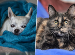 Đino i Flosi su najstariji pas i mačka na svetu! ŠOKANTNO JE KOLIKO SU GODINA NAPUNILI! (FOTO)