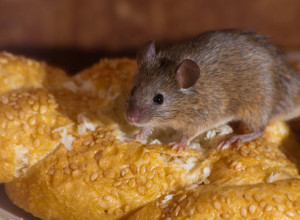 KAKO DA SE BEZBEDNO I HUMANO REŠIMO MIŠEVA: Efikasan trik kojim ćete ukloniti glodare iz svog doma (VIDEO)