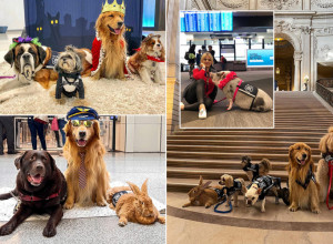 ZBOG OVOGA VREDI PROPUSTITI SVAKI LET:  Upoznajte Lulu, Brodija, Aleks životinje koje žive na aerodromu i pomažu putnicima da se reše stresa (FOTO)