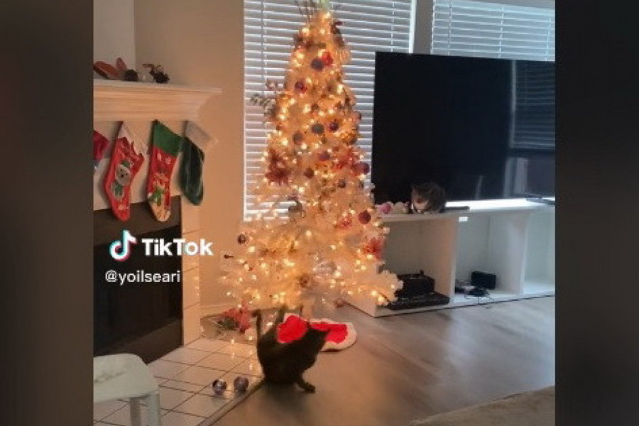 OVO JE NOĆNA MORA SVAKOG ČOVEKA: Mačka je prišla okićenoj jelki, a onda je usledio šok! (VIDEO)