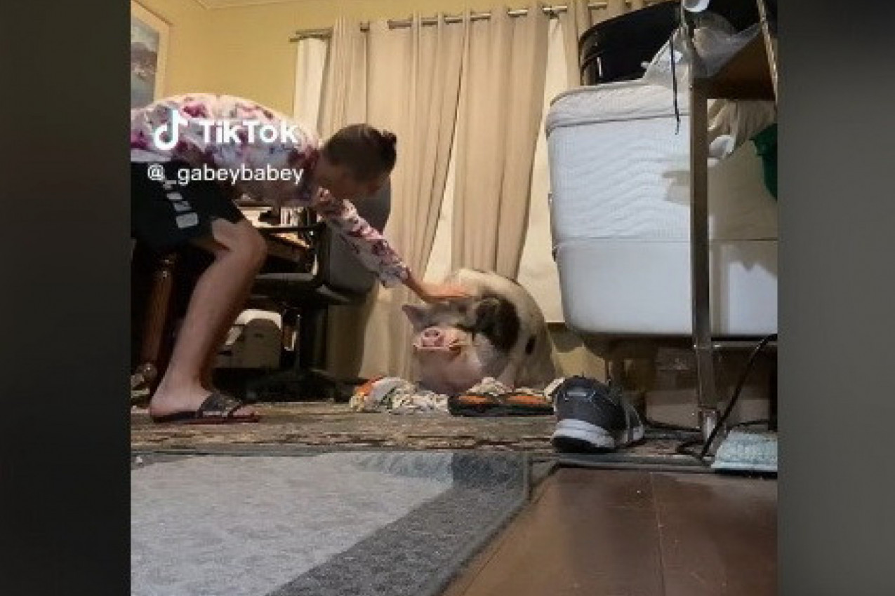 ČUVAO JE SVINJU KAO LJUBIMCA, ali je jednog dana usledio haos, a samo je hteo da je pomazi! (VIDEO)