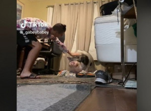 ČUVAO JE SVINJU KAO LJUBIMCA, ali je jednog dana usledio haos, a samo je hteo da je pomazi! (VIDEO)