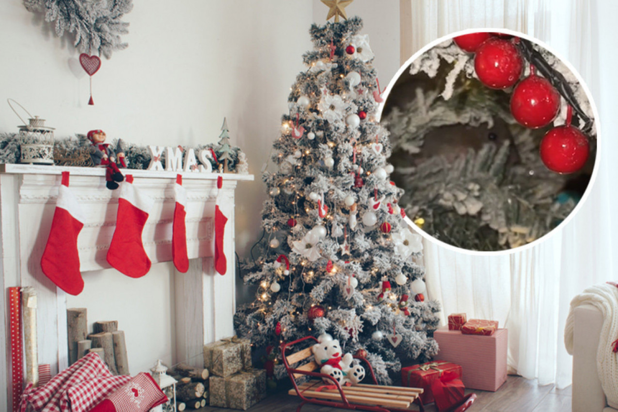 OKITILA SAM JELKU, A ONDA U NJOJ UGLEDALA DVA OKA! Usledio je vrisak, pa lom u kući, prednovogodišnji dani su se ovoj ženi pretvorili u haos!