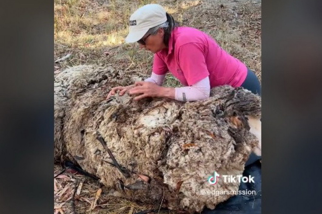 POTRESNA SCENA S OVCOM KOJA JE ČEKALA KRAJ: Zbog ovog videa plakalo je na milione ljudi, veterinari nisu mogli da veruju u kakvom su je stanju zatekli (VIDEO)