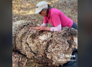 POTRESNA SCENA S OVCOM KOJA JE ČEKALA KRAJ: Zbog ovog videa plakalo je na milione ljudi, veterinari nisu mogli da veruju u kakvom su je stanju zatekli (VIDEO)