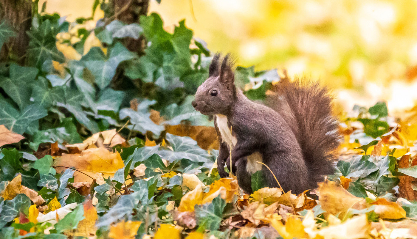 Ko najviše uživa u sunčanim decembarskim danima?
