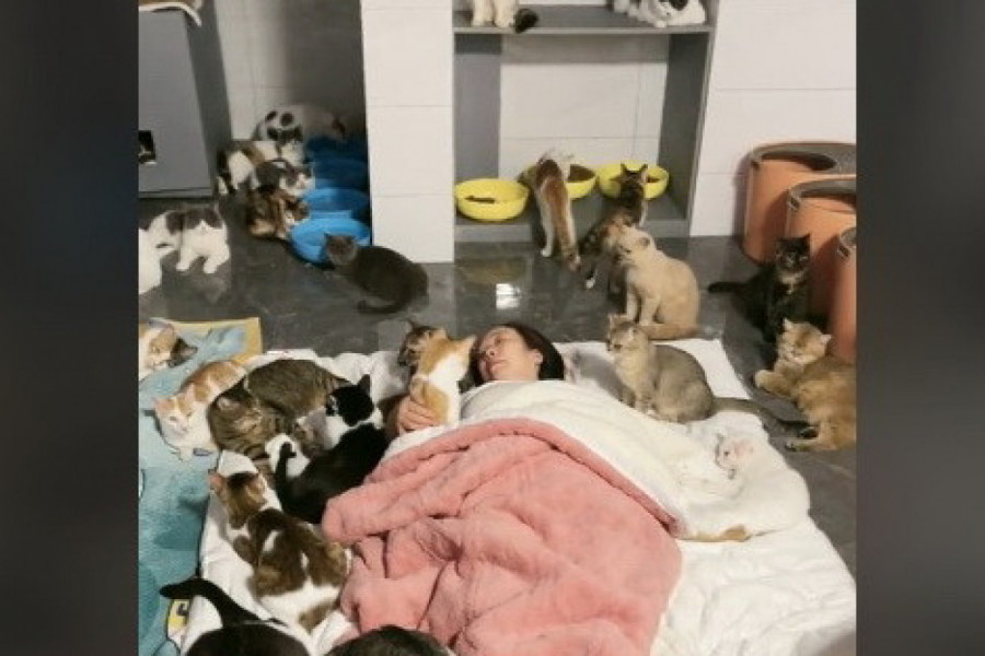 UDOMILA 170 MAČAKA: Ovaj video pogledalo je 13,9 miliona ljudi, a evo i zašto!