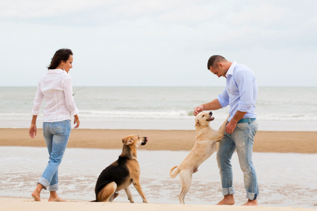 KOJA STE RASA PASA PO HOROSKOPU? Da li snažni Nemački ovčar, umiljati Bišon, verni Dalmatinac ili "privlačni" Doberman?