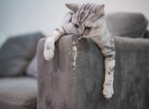 EVO KAKO DA NAUČIMO MAČKU DA NE GREBE NAMEŠTAJ: Nije lako, ali vredi svakog uloženog minuta!