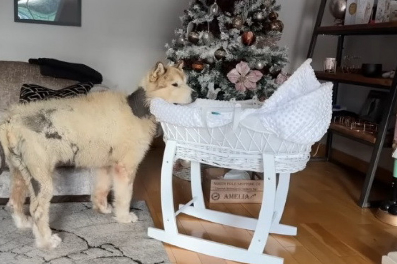 UNELI SU BEBU U KUĆU, A REAKCIJA PSA IH JE TOTALNO ZAPREPASTILA: Ovaj snimak osvojio je svet! (VIDEO)