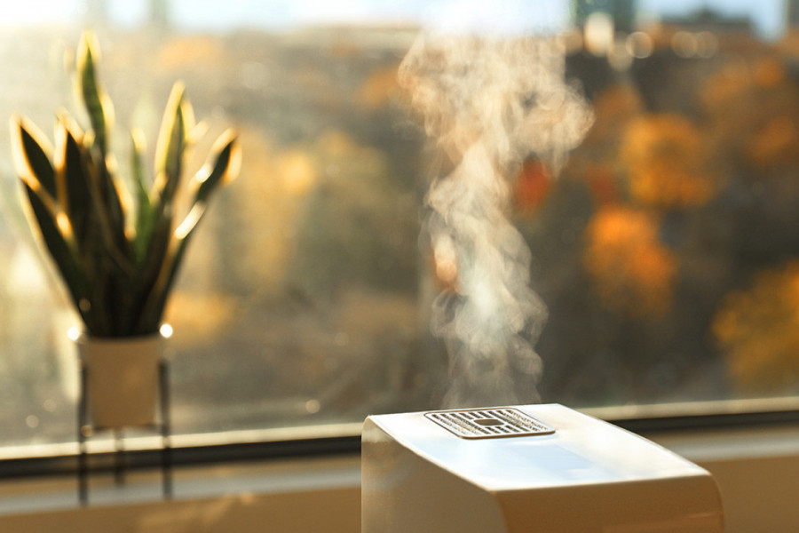 IMATE BUĐ U KUĆI I VEČITO JE VLAŽNO I ZAGUŠLJIVO? Ove sobne biljke rešavaju problem i krase dom (FOTO)