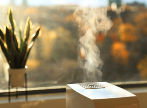 IMATE BUĐ U KUĆI I VEČITO JE VLAŽNO I ZAGUŠLJIVO? Ove sobne biljke rešavaju problem i krase dom (FOTO)