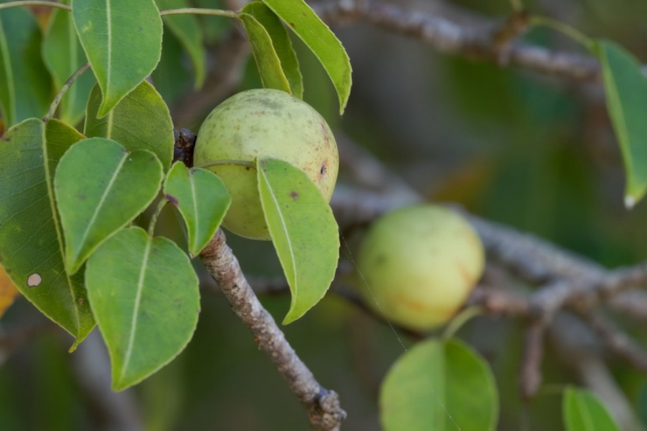 DA LI STE ČULI ZA JABUKU SMRTI? Oprez, ova primamljiva biljka izaziva slepilo i fatalne posledice po organizam (FOTO)