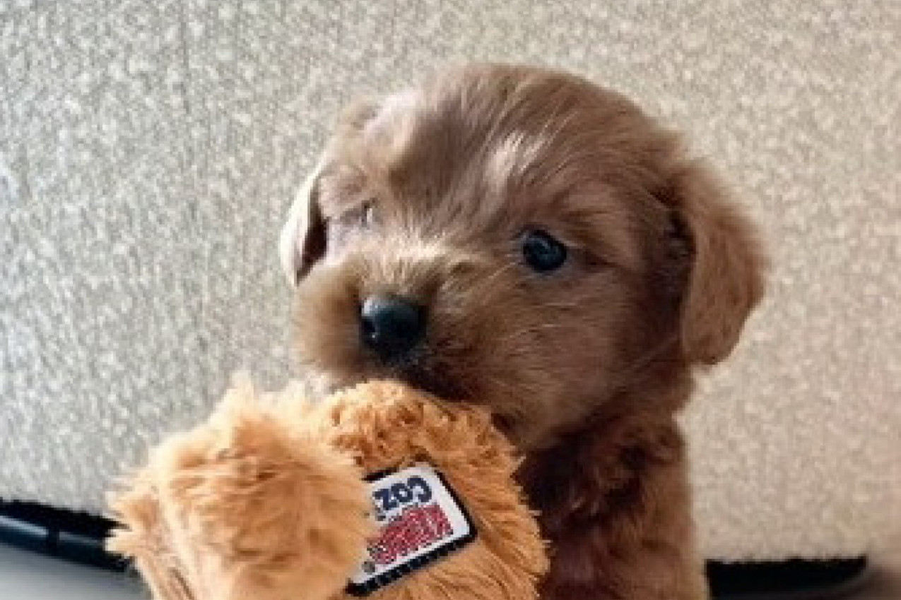 KUPILA SAM ŠTENE ČISTOKRVNOG GOLDENDUDLA ZA 1.910 EVRA: Ono u šta se pretvorilo potpuno me je zaprepastilo, šta su mu to uradili? (VIDEO)