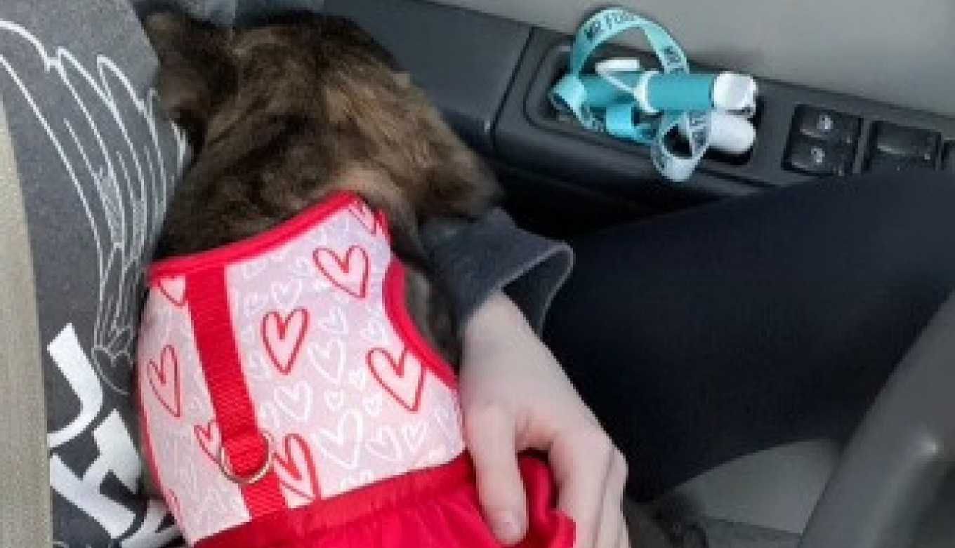 VOZILA SAM SATIMA DA DOĐEM DO MOG ŠTENETA PITBULA: Usledio je šok, a onda i sudbinski obrt! (FOTO)