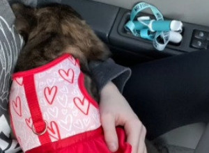 VOZILA SAM SATIMA DA DOĐEM DO MOG ŠTENETA PITBULA: Usledio je šok, a onda i sudbinski obrt! (FOTO)