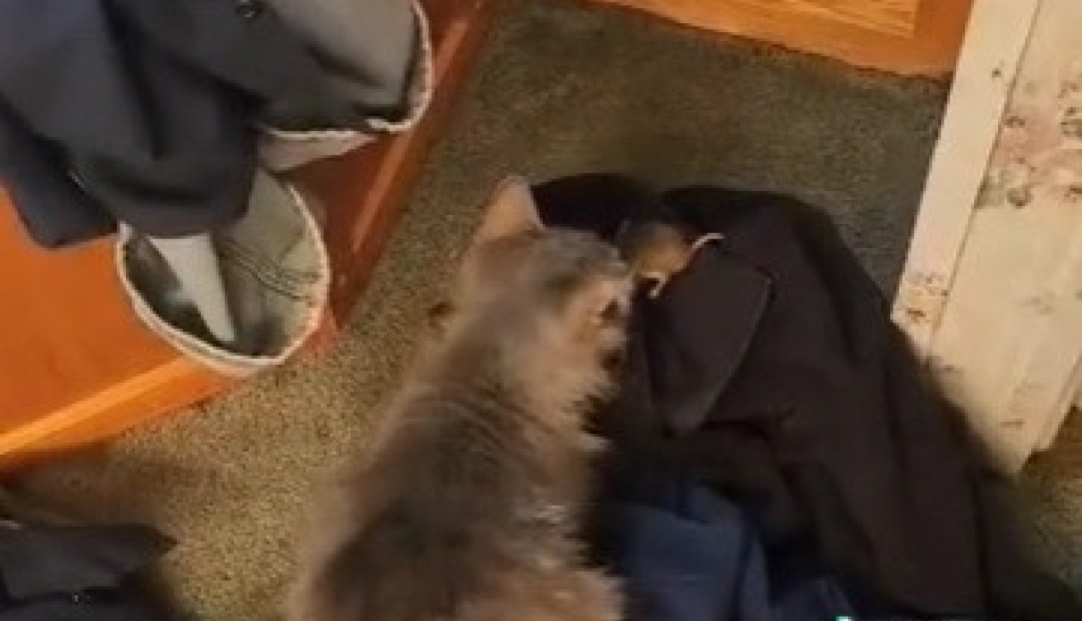 UGLEDALA JE MIŠA U KUĆI I SKAMENILA SE! Pojurila je po mačku i donela je naspram životinjice, međutim, usledio je šok nad šokovima, vrisnula je od zaprepašćenja! (VIDEO)