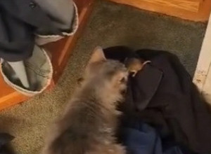 UGLEDALA JE MIŠA U KUĆI I SKAMENILA SE! Pojurila je po mačku i donela je naspram životinjice, međutim, usledio je šok nad šokovima, vrisnula je od zaprepašćenja! (VIDEO)