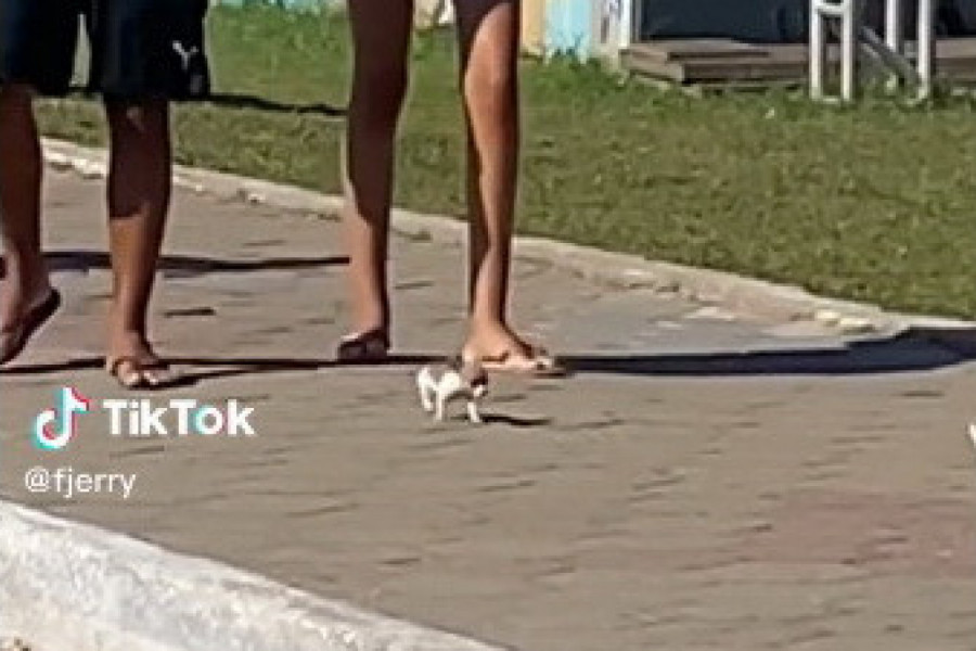 IZAŠLI SU U ŠETNJU SA SVOJIM NOVIM LJUBIMCEM, A LJUDI SU U ŠOKU POSMATRALI ŠTA JE U PITANJU: Da li je pas, hrčak, miš ili nešto četvrto? (VIDEO)