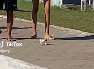 IZAŠLI SU U ŠETNJU SA SVOJIM NOVIM LJUBIMCEM, A LJUDI SU U ŠOKU POSMATRALI ŠTA JE U PITANJU: Da li je pas, hrčak, miš ili nešto četvrto? (VIDEO)