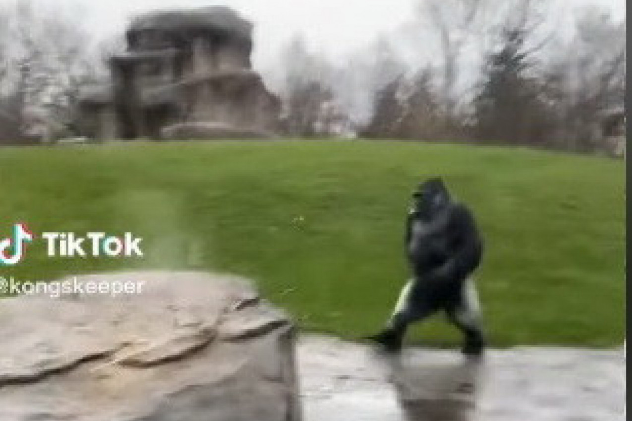 ŠOK U ZOO-VRTU: SNIMAO JE GORILE, A ONDA SE POJAVILA ŽIVOTINJA NA DVE NOGE! 5 miliona ljudi bruji o ovom zapisu, svi su zbunjeni: Da li je to čovek? (VIDEO)