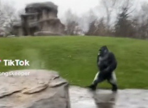 ŠOK U ZOO-VRTU: SNIMAO JE GORILE, A ONDA SE POJAVILA ŽIVOTINJA NA DVE NOGE! 5 miliona ljudi bruji o ovom zapisu, svi su zbunjeni: Da li je to čovek? (VIDEO)