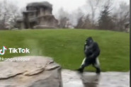 ŠOK U ZOO-VRTU: SNIMAO JE GORILE, A ONDA SE POJAVILA ŽIVOTINJA NA DVE NOGE! 5 miliona ljudi bruji o ovom zapisu, svi su zbunjeni: Da li je to čovek? (VIDEO)