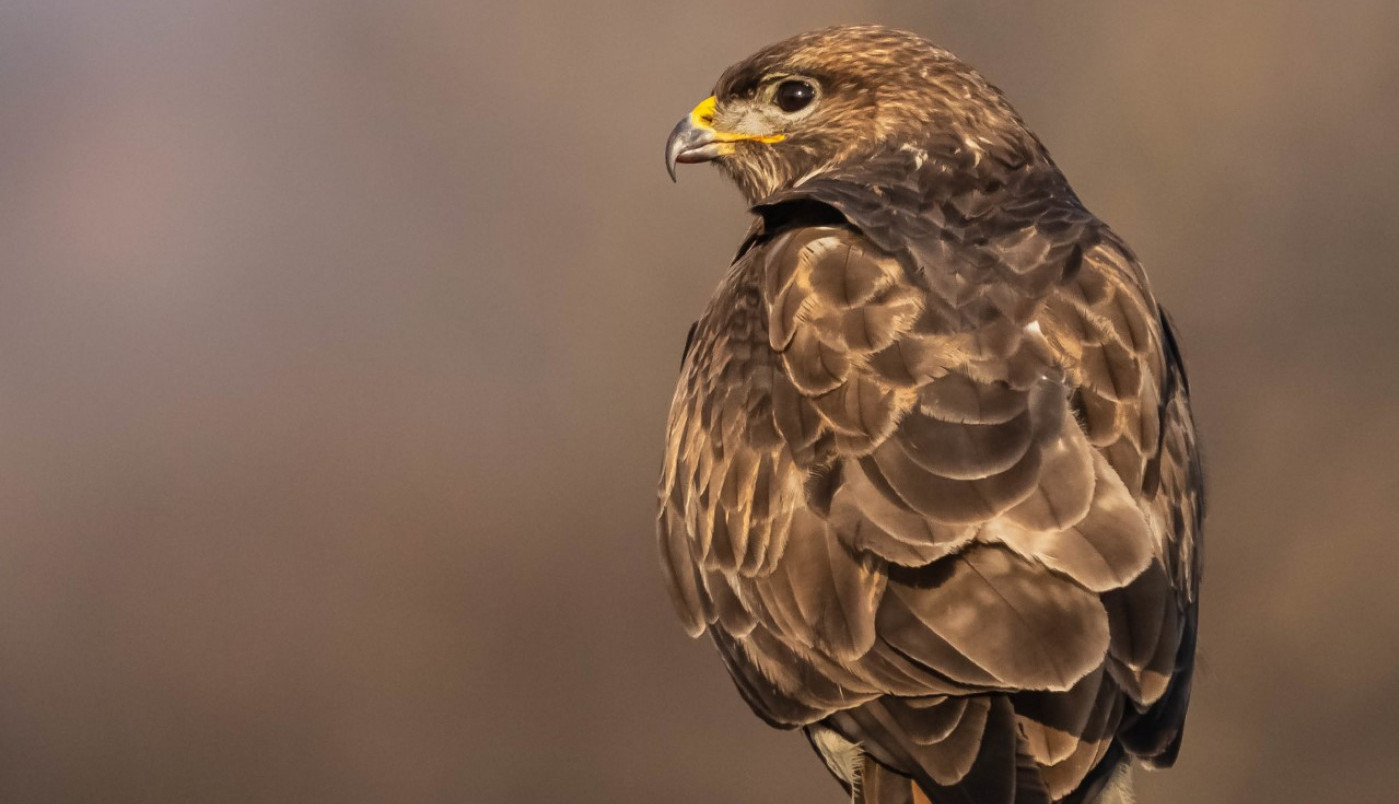 Orao mišar, pogled na Deliblatsku peščaru...
