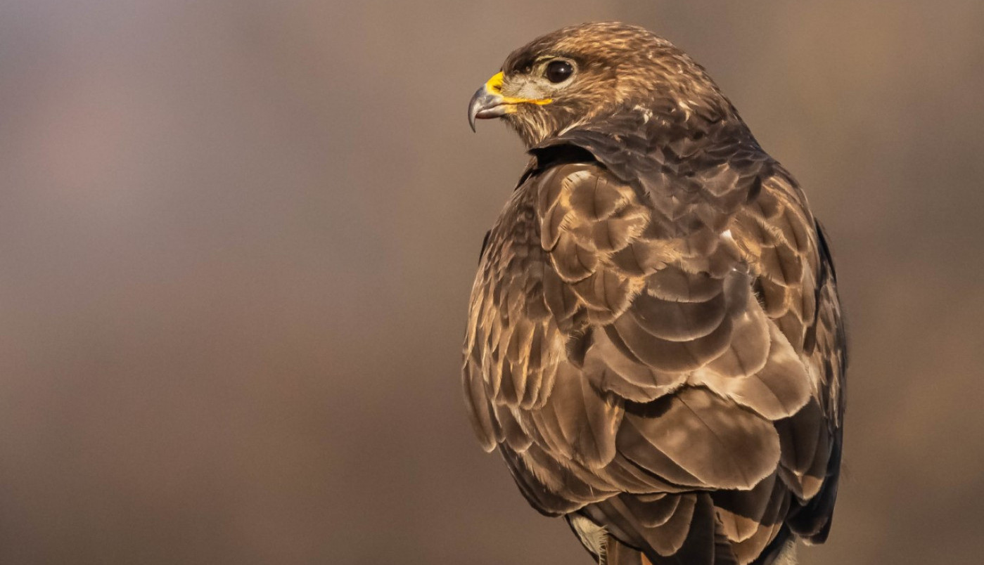 Orao mišar, pogled na Deliblatsku peščaru...