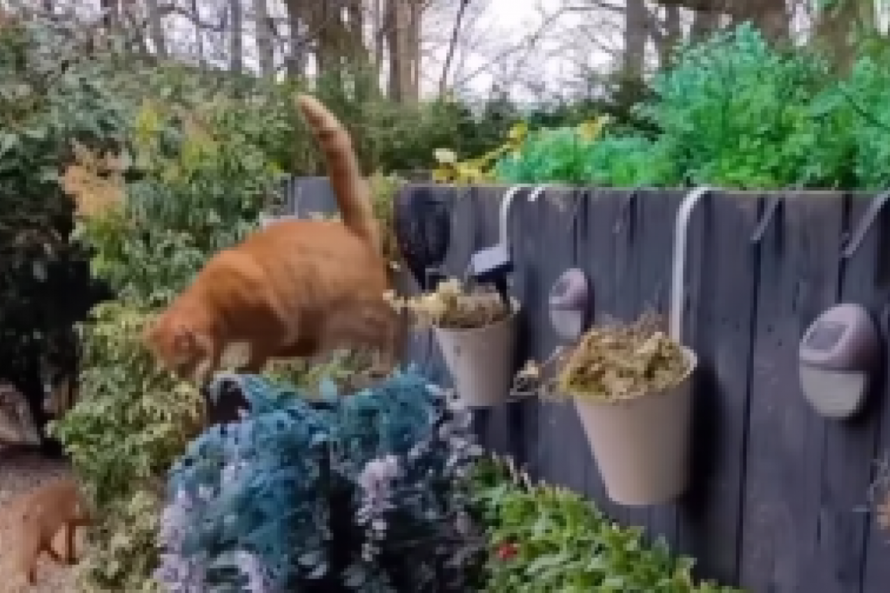 MAČKA GA JE DOZIVALA PRED VRATIMA TERASE, A KADA JE IZAŠAO USLEDIO JE ŠOK: Koga su to dovele, nije znao da li da beži ili doziva u pomoć?! (FOTO/VIDEO)