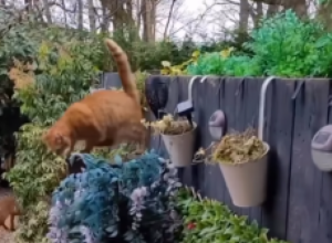 MAČKA GA JE DOZIVALA PRED VRATIMA TERASE, A KADA JE IZAŠAO USLEDIO JE ŠOK: Koga su to dovele, nije znao da li da beži ili doziva u pomoć?! (FOTO/VIDEO)