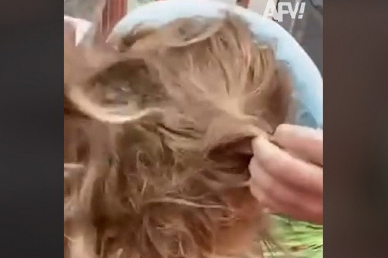 DOTRČALA JE DO OCA ZBUNJENO PONAVLJAJUĆI KAKO JOJ JE NEŠTO U GLAVI: Kada je čovek konačno raspetljao njen rep doživeo je šok, odjeknuli su vrisci! (VIDEO)