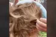 DOTRČALA JE DO OCA ZBUNJENO PONAVLJAJUĆI KAKO JOJ JE NEŠTO U GLAVI: Kada je čovek konačno raspetljao njen rep doživeo je šok, odjeknuli su vrisci! (VIDEO)