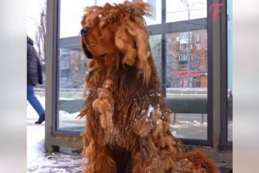 NAPUŠTEN SE SMRZAVAO NA STANICI, nije mogao da hoda od ućebanog krzna, bio je izgladneo, terali su ga i udarali! A onda je usledila transformacija o kojoj svi pričaju! (VIDEO)