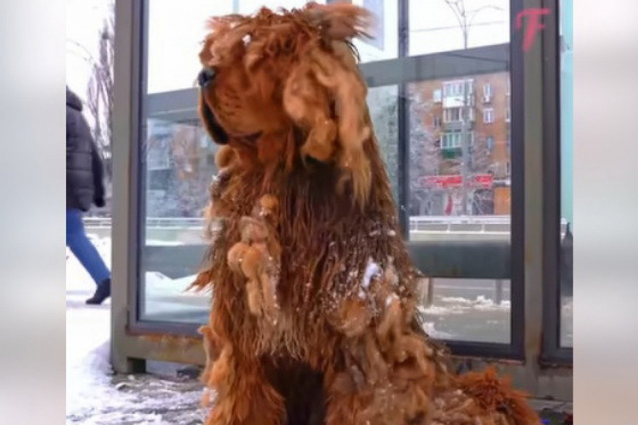 NAPUŠTEN SE SMRZAVAO NA STANICI, nije mogao da hoda od ućebanog krzna, bio je izgladneo, terali su ga i udarali! A onda je usledila transformacija o kojoj svi pričaju! (VIDEO)