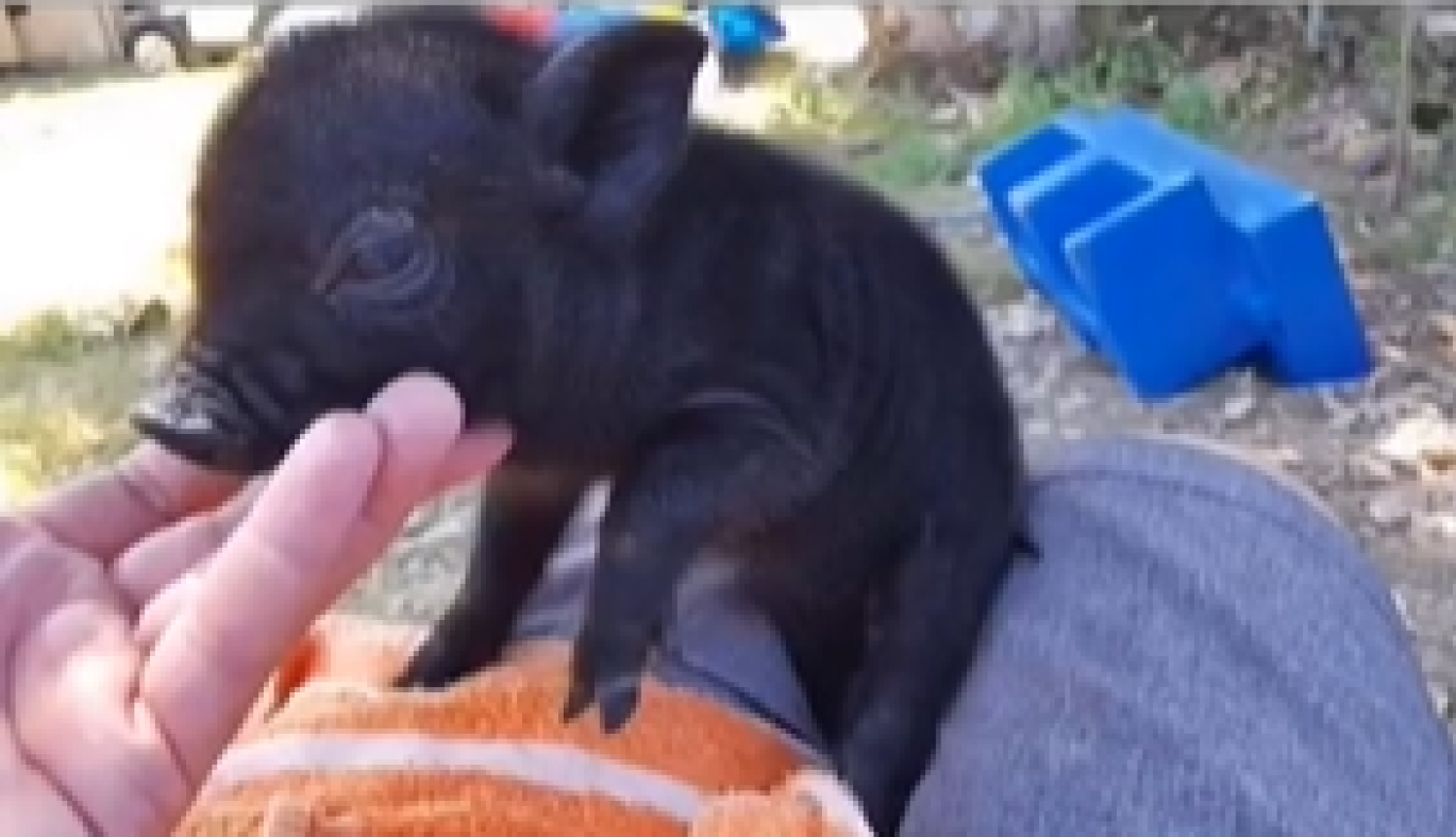 KUPILA SAM MINI VIJETNAMSKO PRASE: Mislila sam da će i kada odraste ostati malo, ali već posle nekoliko nedelja je usledio šok! (FOTO/VIDEO)