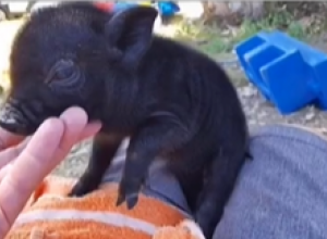 KUPILA SAM MINI VIJETNAMSKO PRASE: Mislila sam da će i kada odraste ostati malo, ali već posle nekoliko nedelja je usledio šok! (FOTO/VIDEO)