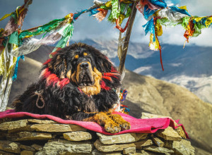 ODGAJALI SU GA DVE GODINE MISLEĆI DA JE LJUBIMAC, ali ubrzo je dostigao 100 kilograma i hodao je na dve noge! Niko nije smeo da mu priđe dok nije završio u kavezu! (FOTO/VIDEO)
