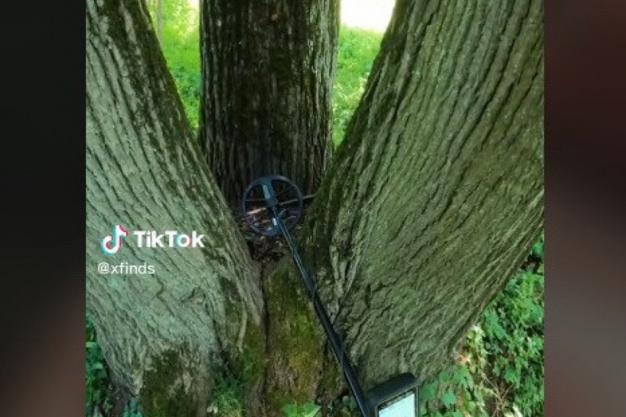 ISTRAŽIVALI SU PO ŠUMI, A KADA SU SE PRIBLIŽILI PANJU S TRI STABLA DETEKTOR IM JE POLUDEO: Počeli su mahnito da kopaju i osetili nešto čvrsto, usledio je krik! (VIDEO)