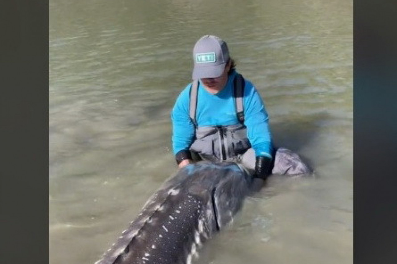 DVOJICA PRIJATELJA SU PECALA, A ZATIM SE IZ VODE POJAVILA PRAVA NEMAN! Vrisnuli su u čudu, povukla im je čamac zajedno s udicom: Ovako nešto nikad nisu videli! (VIDEO)