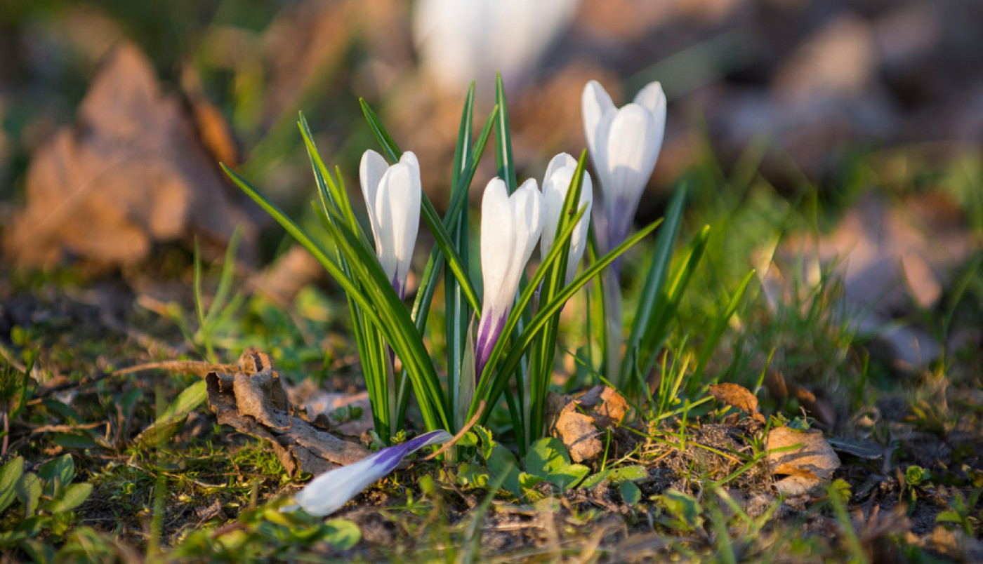 Ko je spreman za proleće?