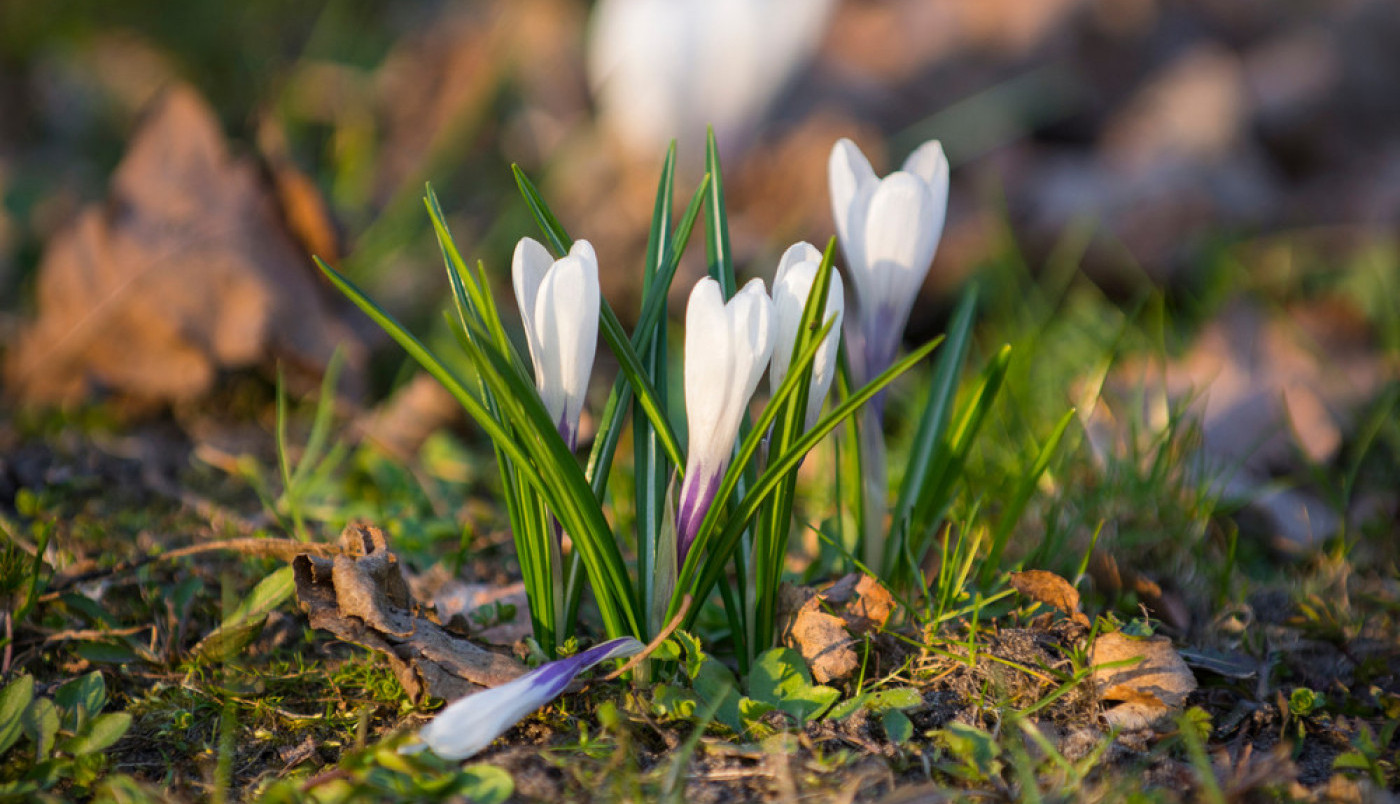 Ko je spreman za proleće?
