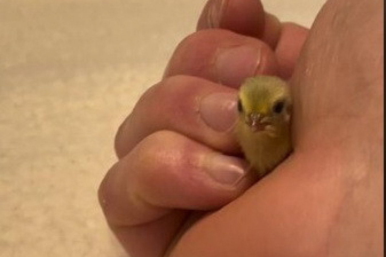 ŠTA TO OVAJ ČOVEK DRŽI U RUCI? Ovaj video će vam popraviti dan i raznežiti vas do suza! (VIDEO)