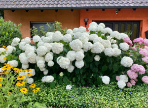 OVO OTROVNO CVEĆE KRASI BAŠTE ŠIROM SRBIJE: Svi uživamo u njegovoj lepoti i mirisu a nismo ni znali koliko je opasno (FOTO)